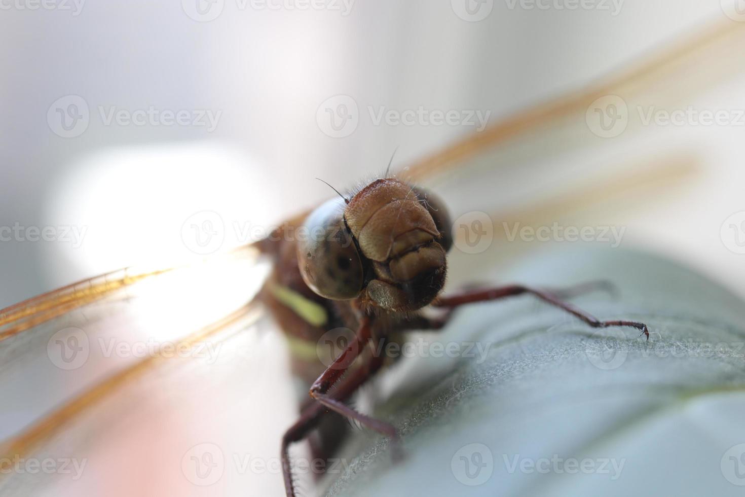 libellule sur une feuille. fond d'insecte gros plan macro. photo