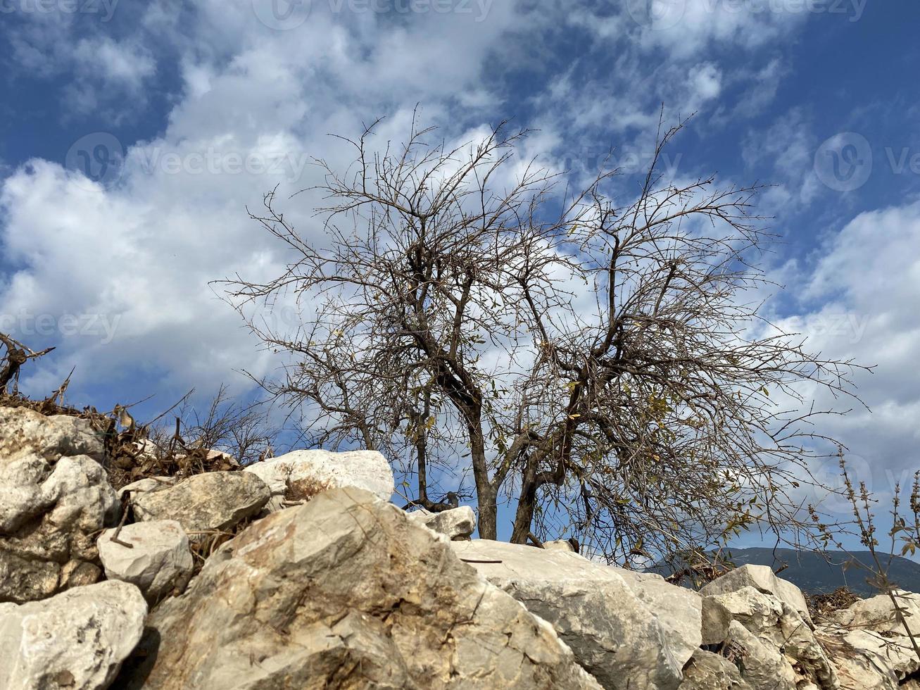 arbre mort sur pierre. arbre séché. sécheresse. pierres et rochers photo
