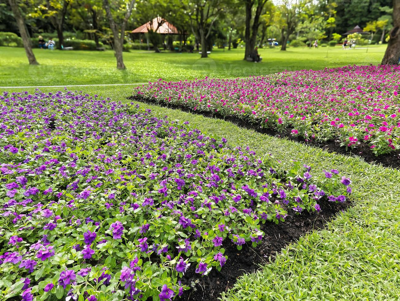 champ de fleurs au parc photo