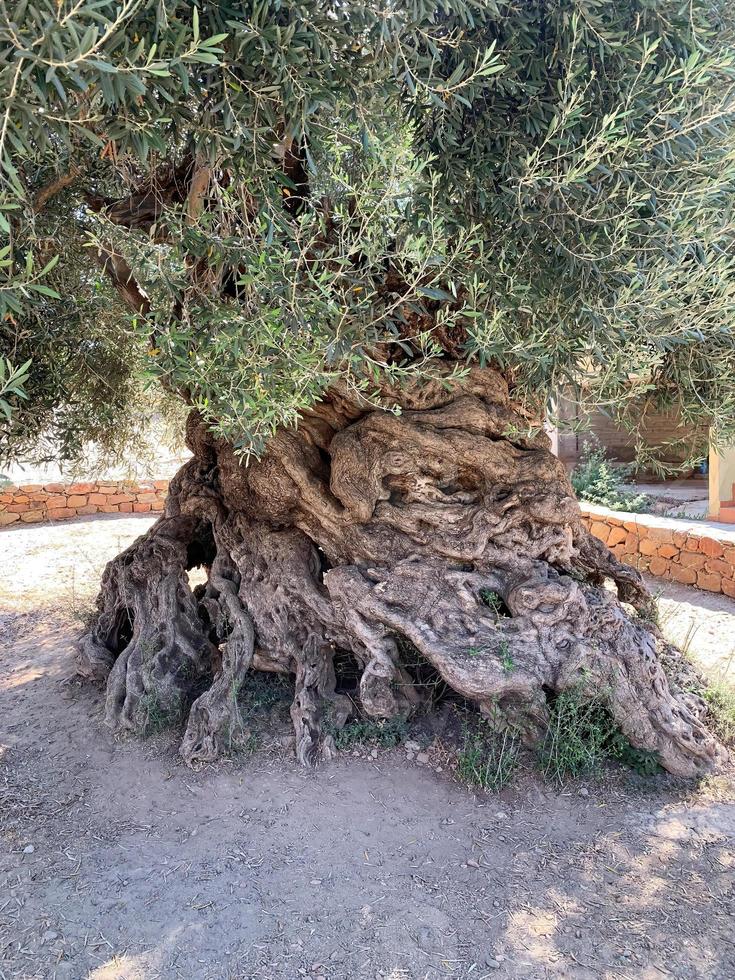 olivier de 4000 ans en crète, grèce photo