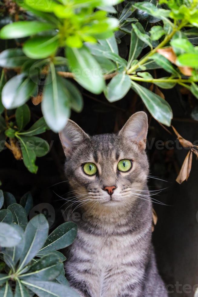 portrait de chat mignon derrière les feuilles. beau chat errant aux yeux verts regarde la caméra. photo