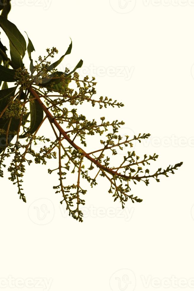 fleurs de mangue dorées sur fond blanc photo