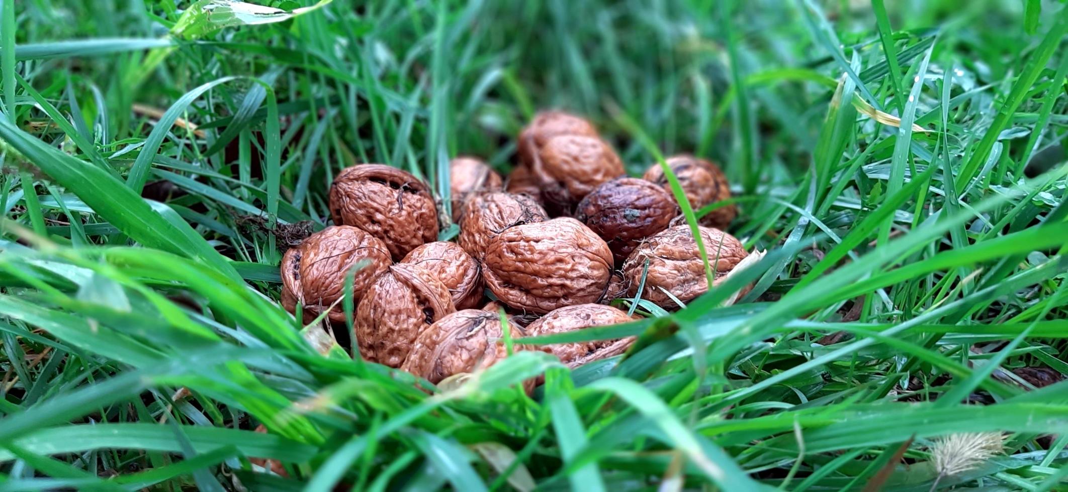 noix dans l'herbe photo