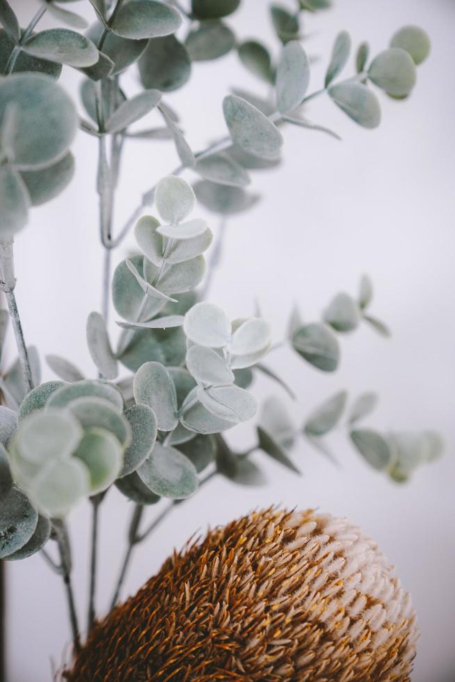 décor végétal d'eucalyptus photo