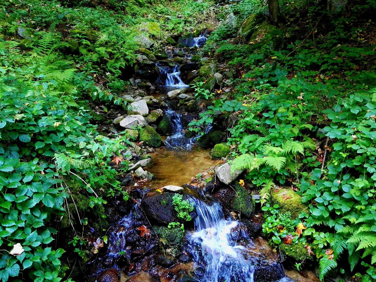 petit ruisseau dans la forêt photo