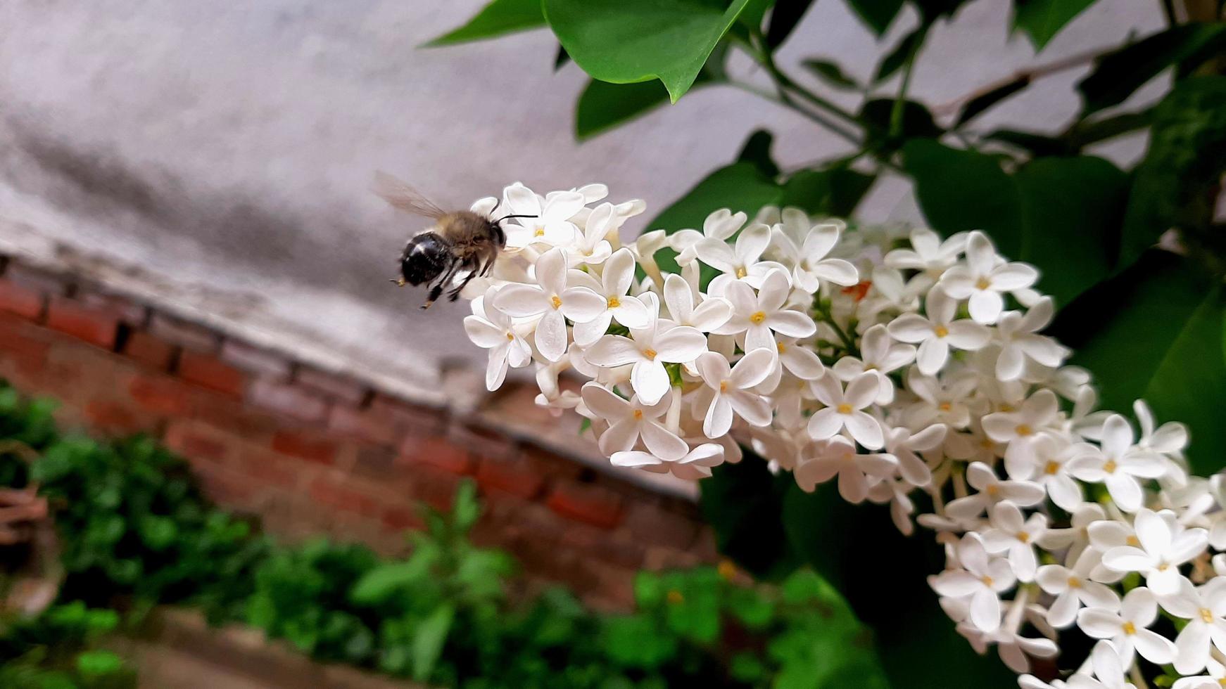 abeille près des fleurs photo