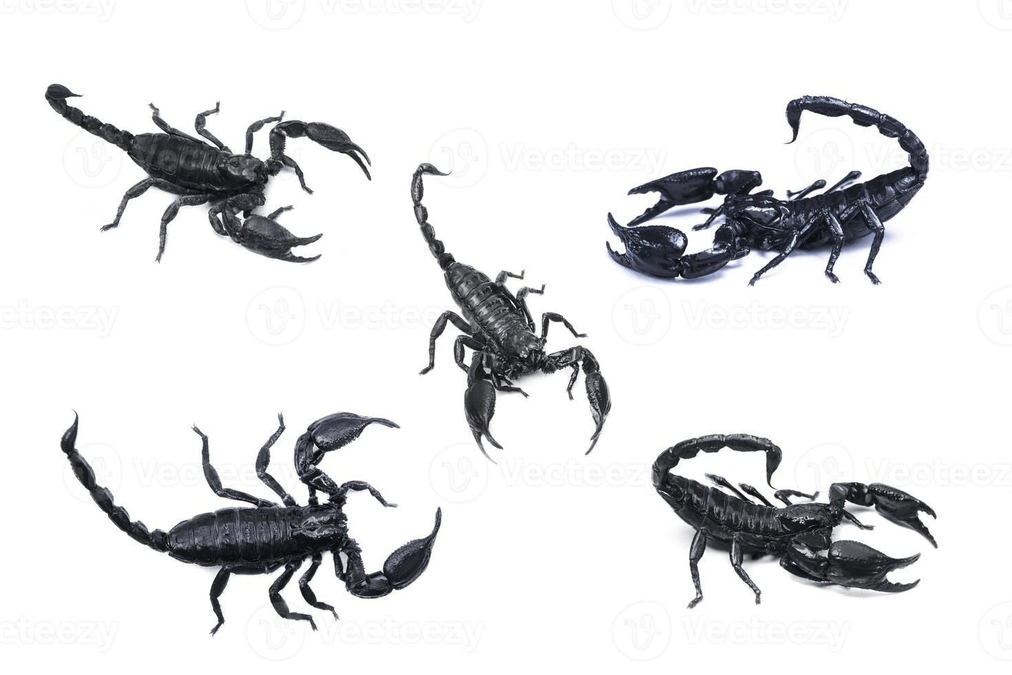 empereur scorpion, pandinus imperator isolé sur fond blanc. insecte.piqûre venimeuse au bout de sa queue articulée photo