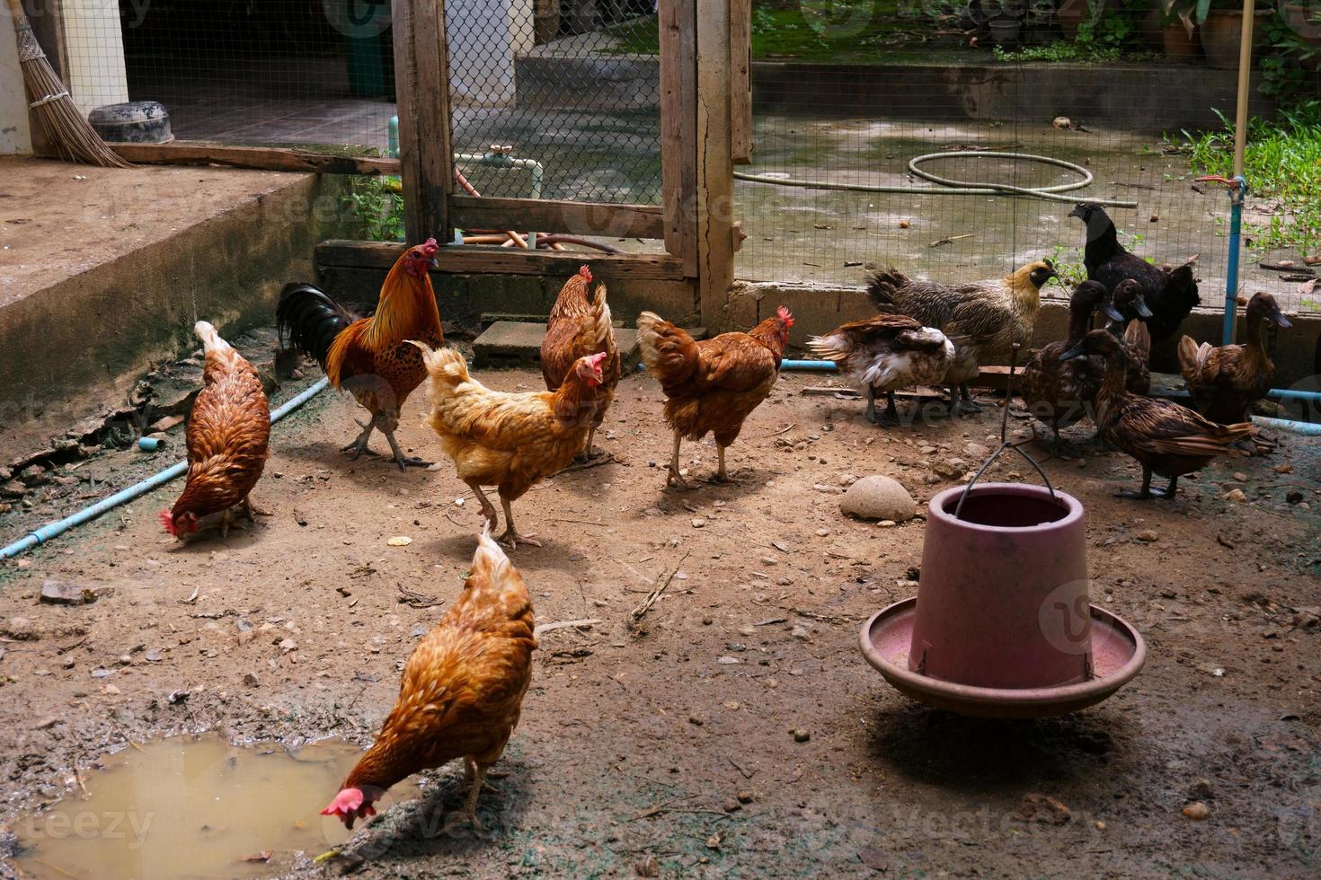 poulet mère poules dans une ferme, poulets de gamme dans une ferme biologique photo