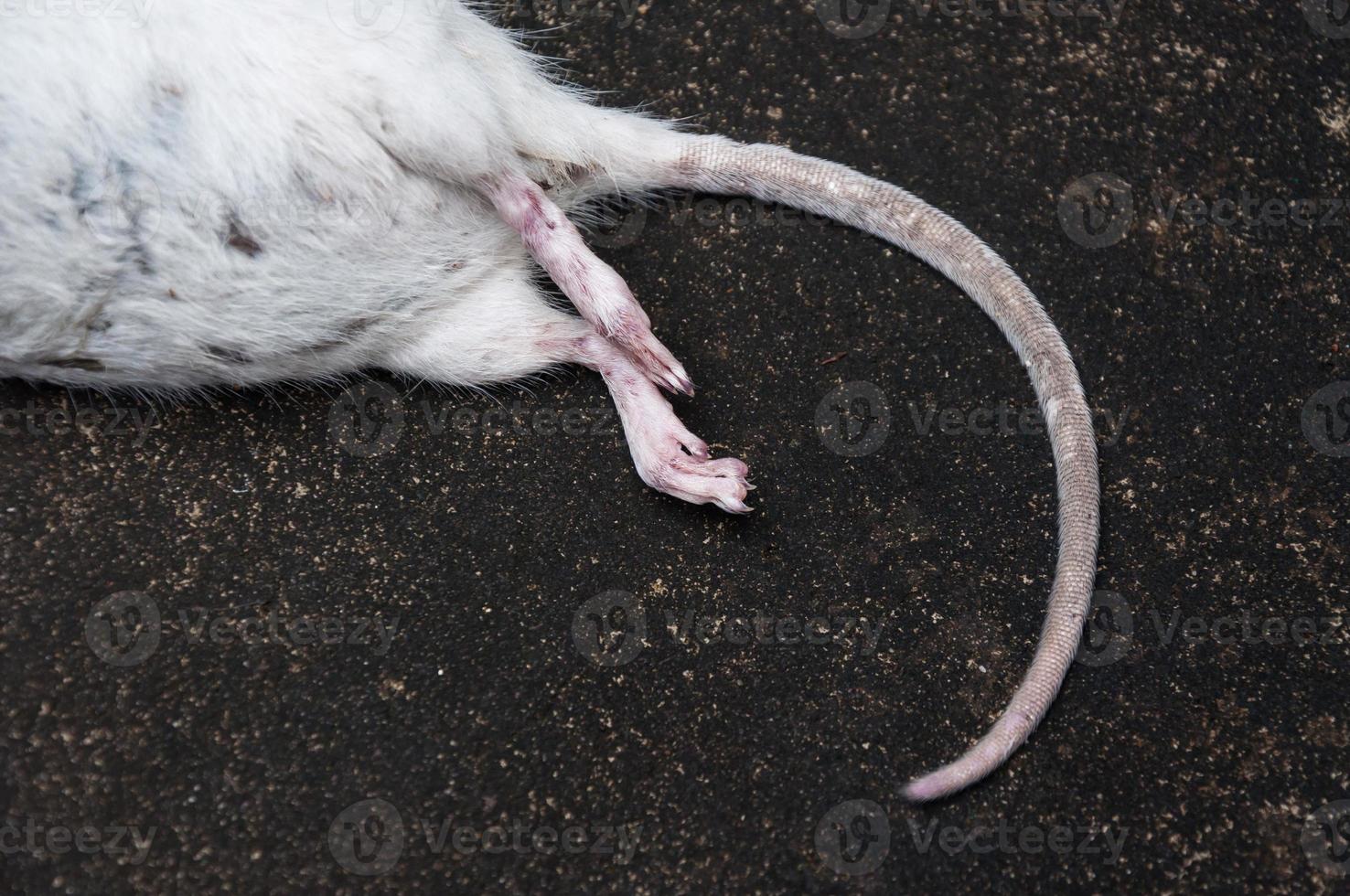 rats blancs morts sur le sol, le rat mort dans une rue photo