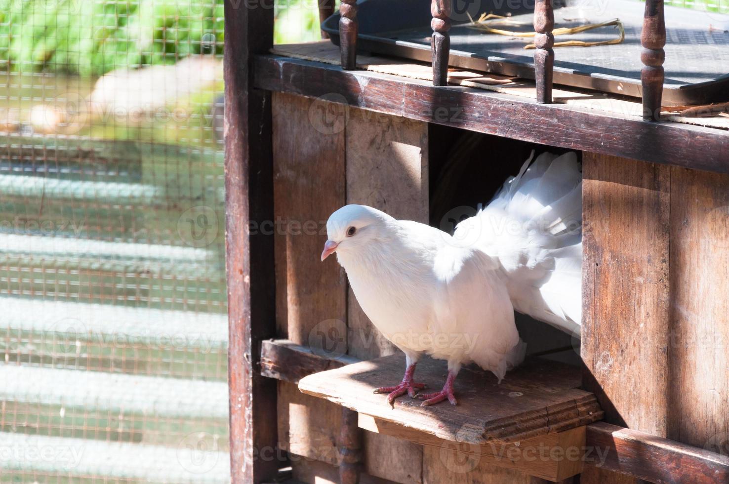 des pigeons blancs sont assis à la fenêtre de leur maison en bois. photo