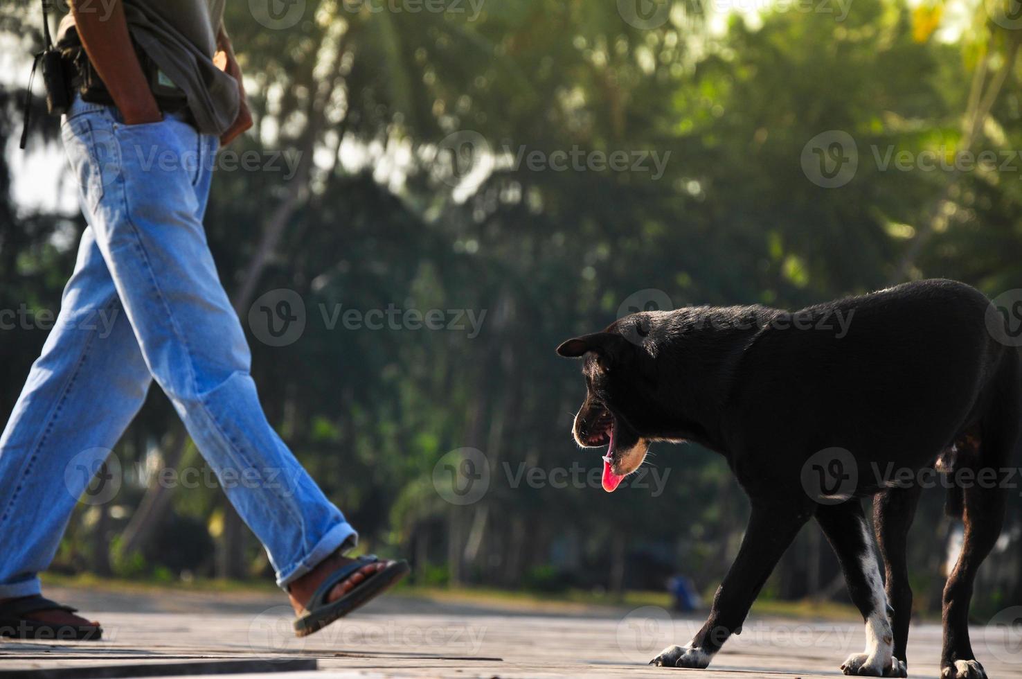 chien prêt à mordre la jambe d'un homme, chien agressif mordant la jambe de l'homme.problème social des animaux sans abri fous photo