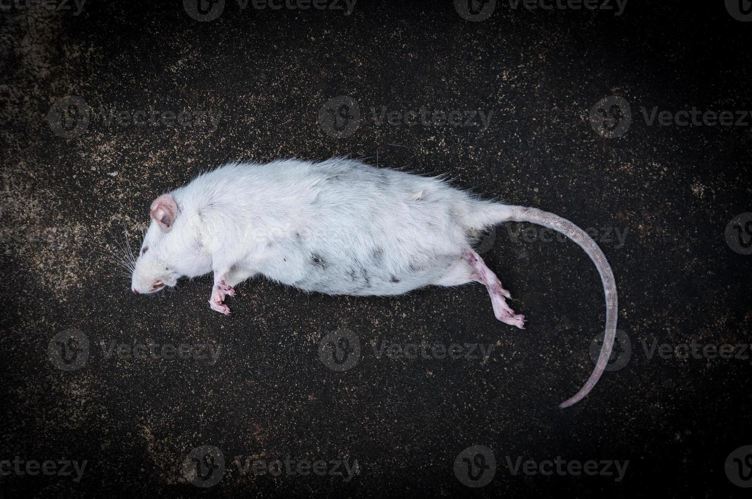 rats blancs morts sur le sol, le rat mort dans une rue photo