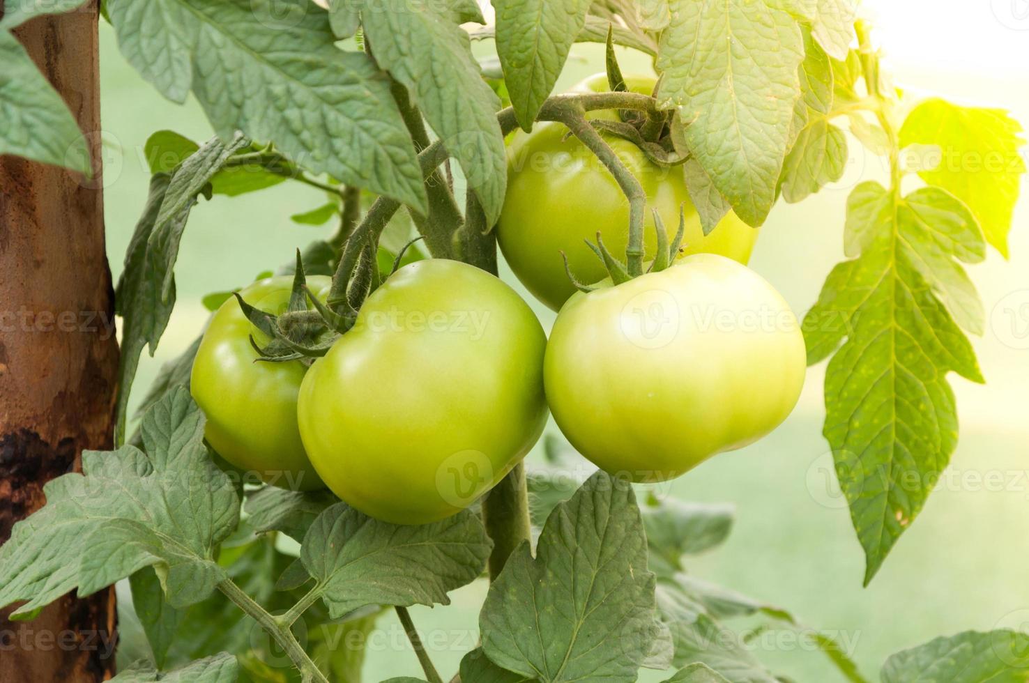 tomates cerises fraîches vertes dans le jardin, mise au point sélective de tomates plantées photo