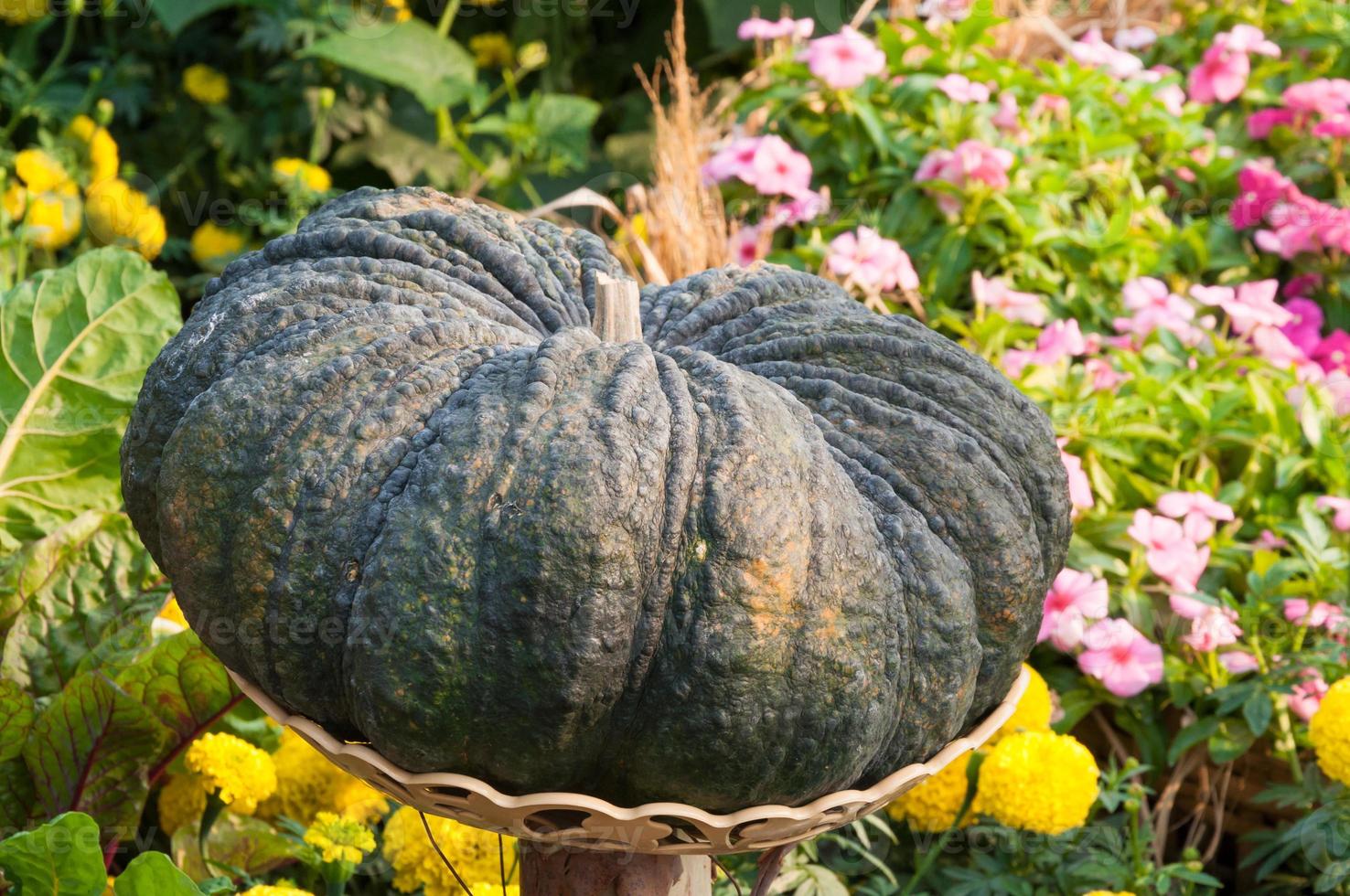 citrouille mise sur panier dans le jardin, récolte d'automne photo