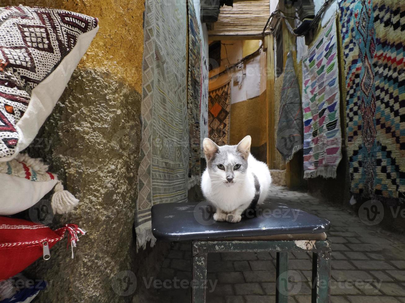 un chat vous regarde dans une petite rue de la vieille ville de fès médina. Maroc. photo