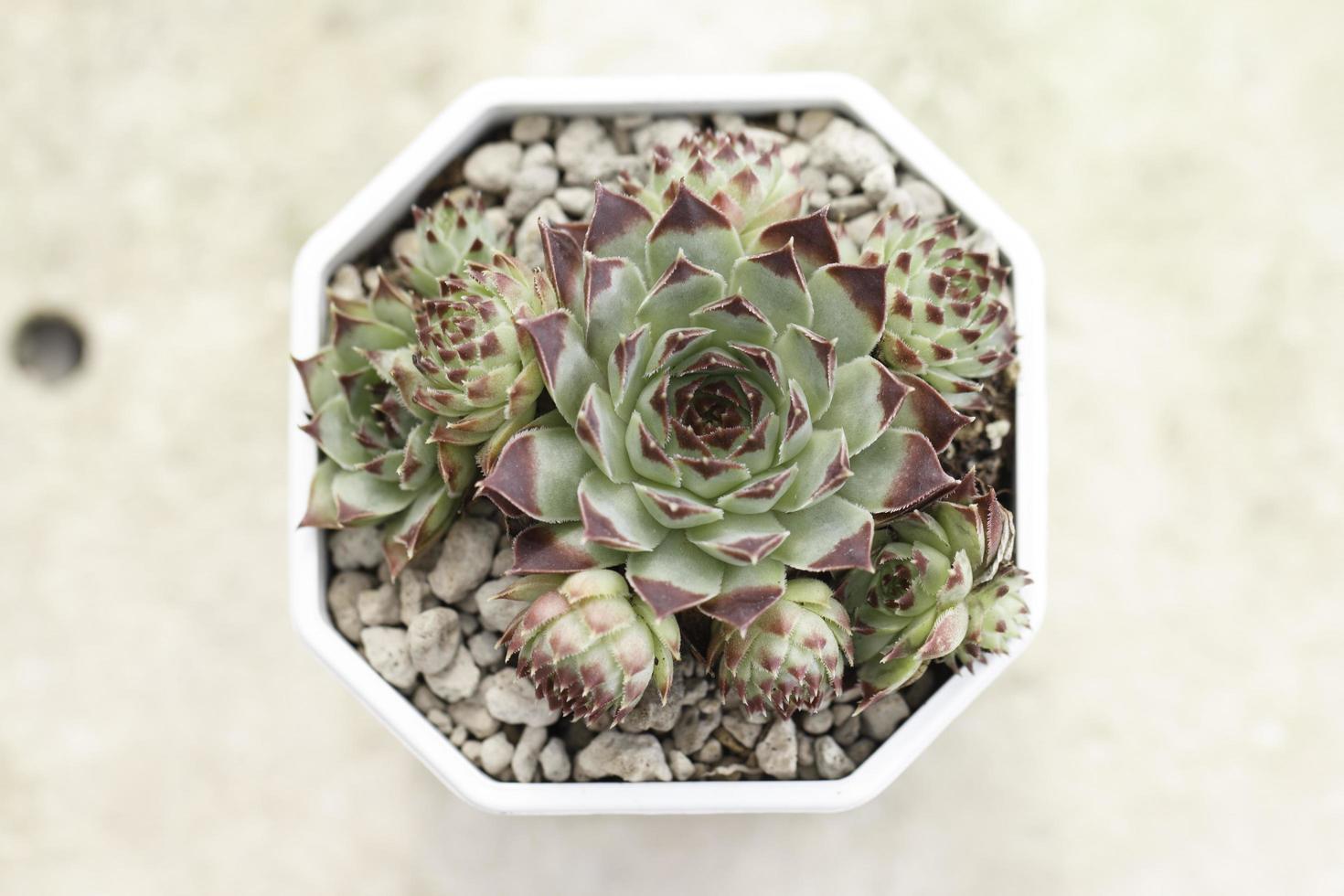 vues de dessus de succulentes photo