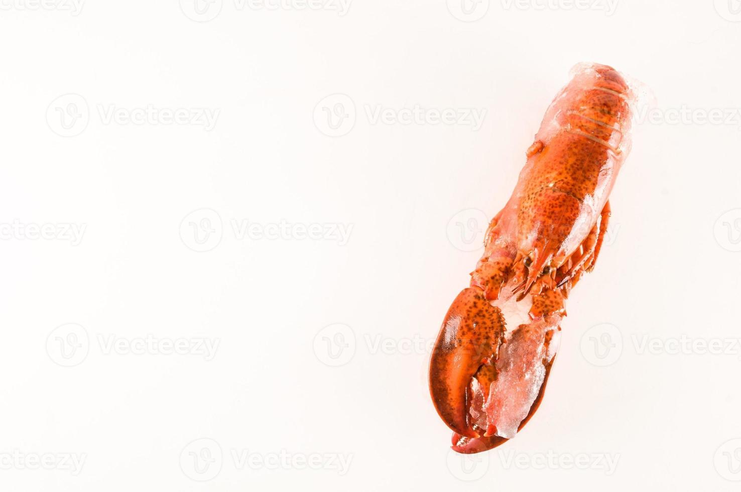 gros plan de homard sur fond blanc photo