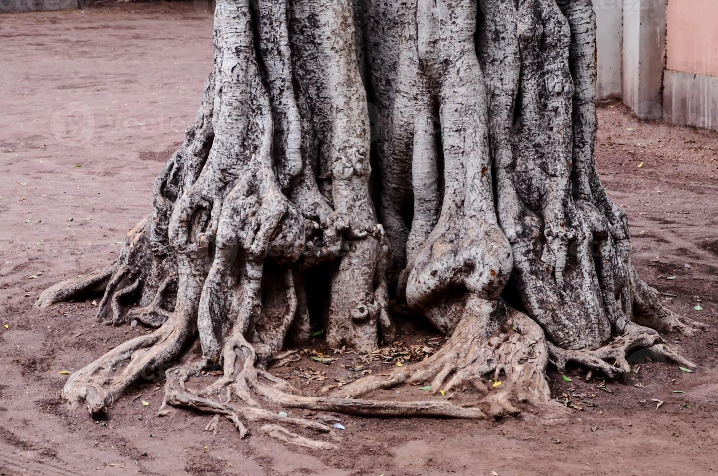 gros plan de tronc d'arbre photo