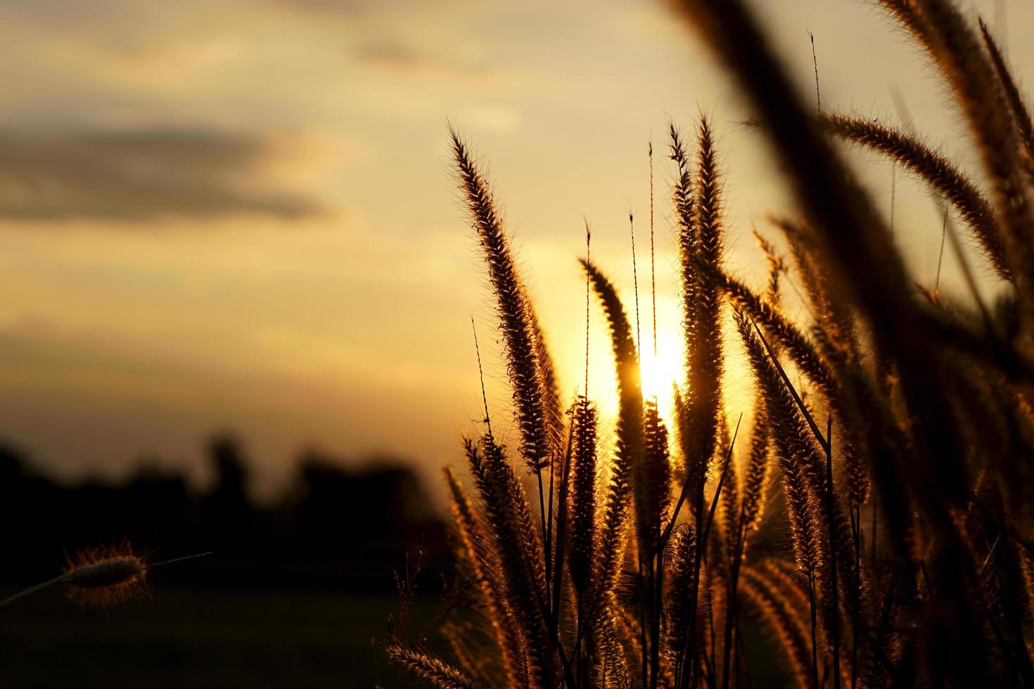 silhouette fleurs herbe coucher de soleil fond photo