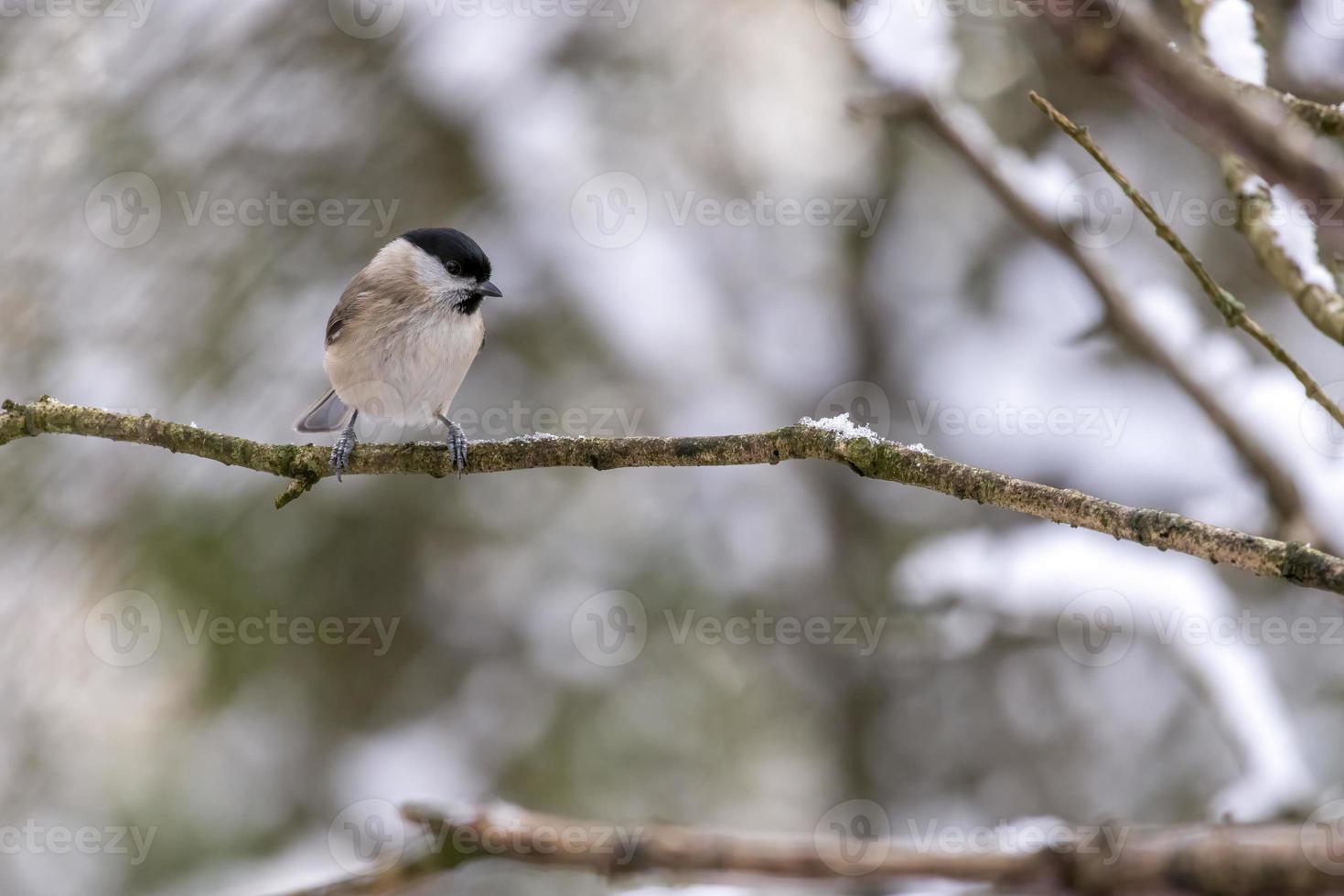 blackcap, sylvia atricapilla, perché dans un arbre en hiver photo