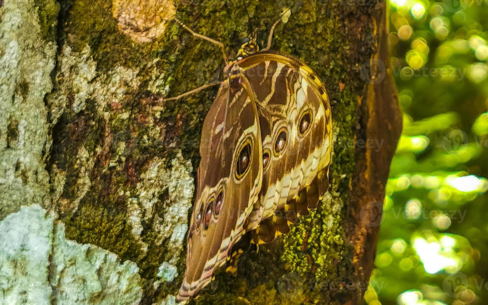 papillon morpho bleu assis d'arbre playa del carmen mexique. photo