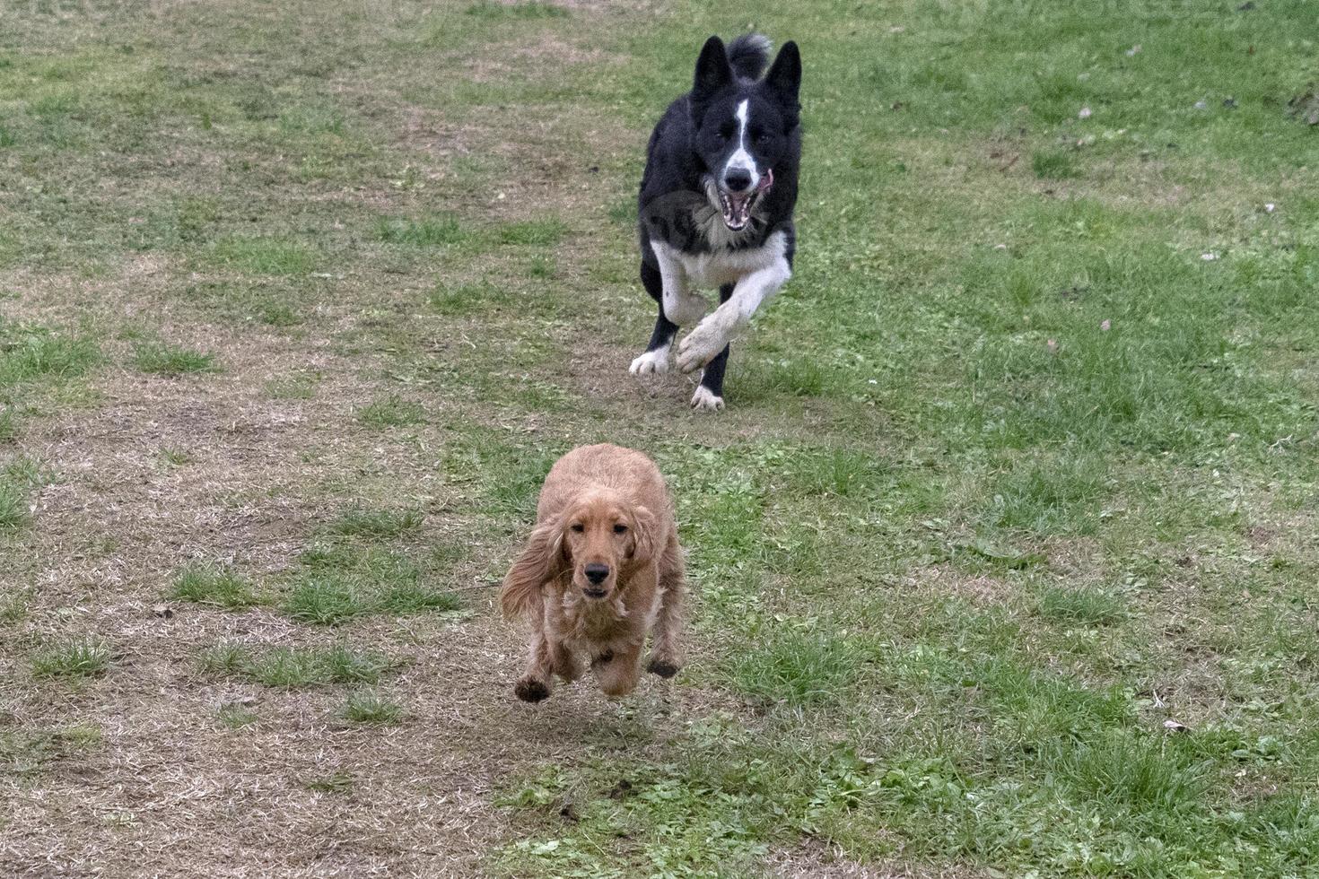 Happy puppy dog cocker et border collie en cours d'exécution photo