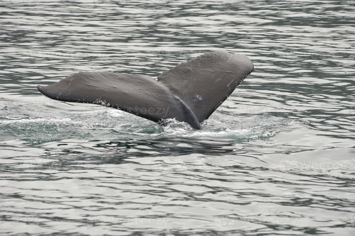 Queue de baleine à bosse en descendant dans la baie du glacier en Alaska photo