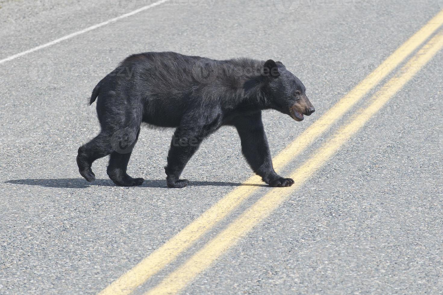 Un ours noir traversant la route en Alaska en Colombie-Britannique photo