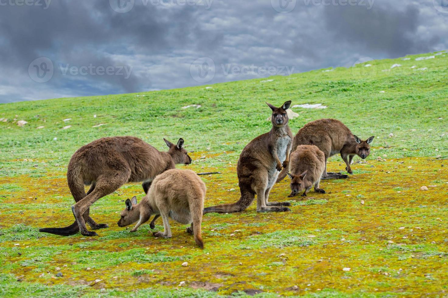 kangourou vous regarde sur l'herbe photo