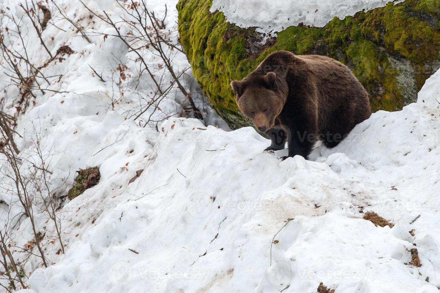 ours brun marchant sur la neige photo