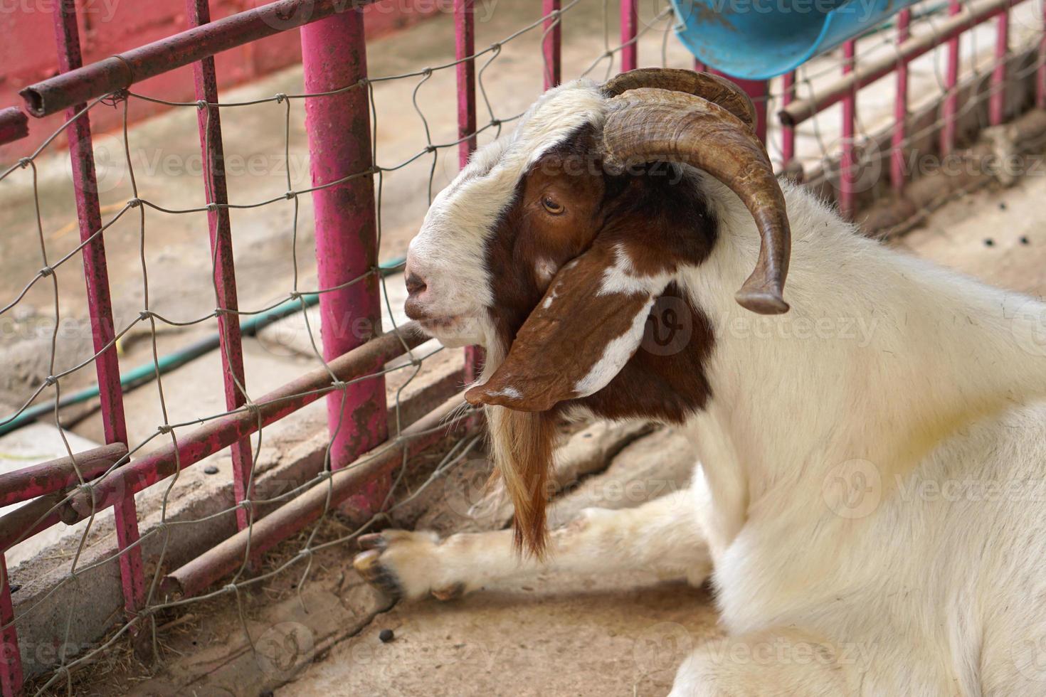 chèvres dans la ferme attendant les visiteurs photo