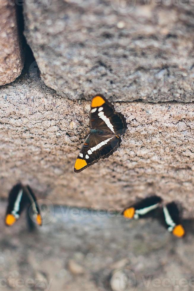 trois petits papillons photo