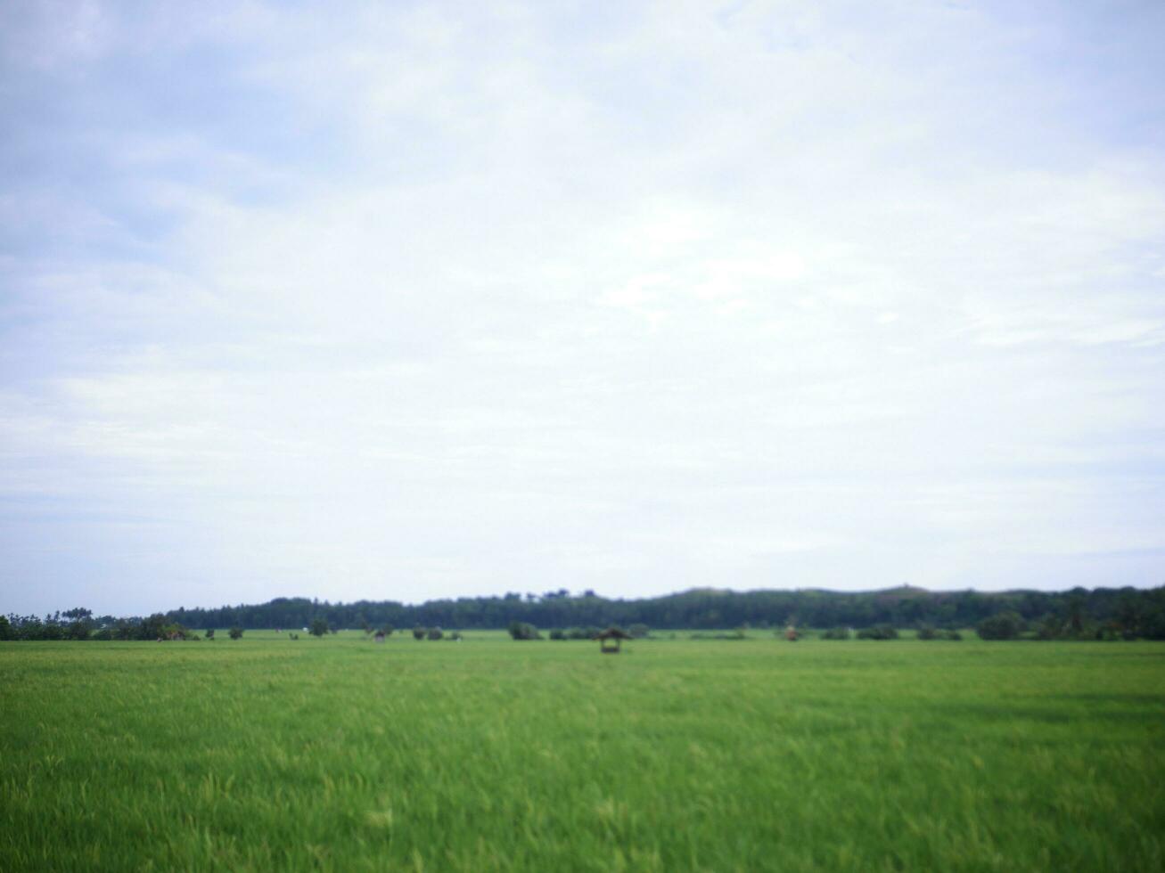 vue sur les rizières avec du riz vert avec de la rosée et des montagnes par un après-midi ensoleillé en indonésie photo