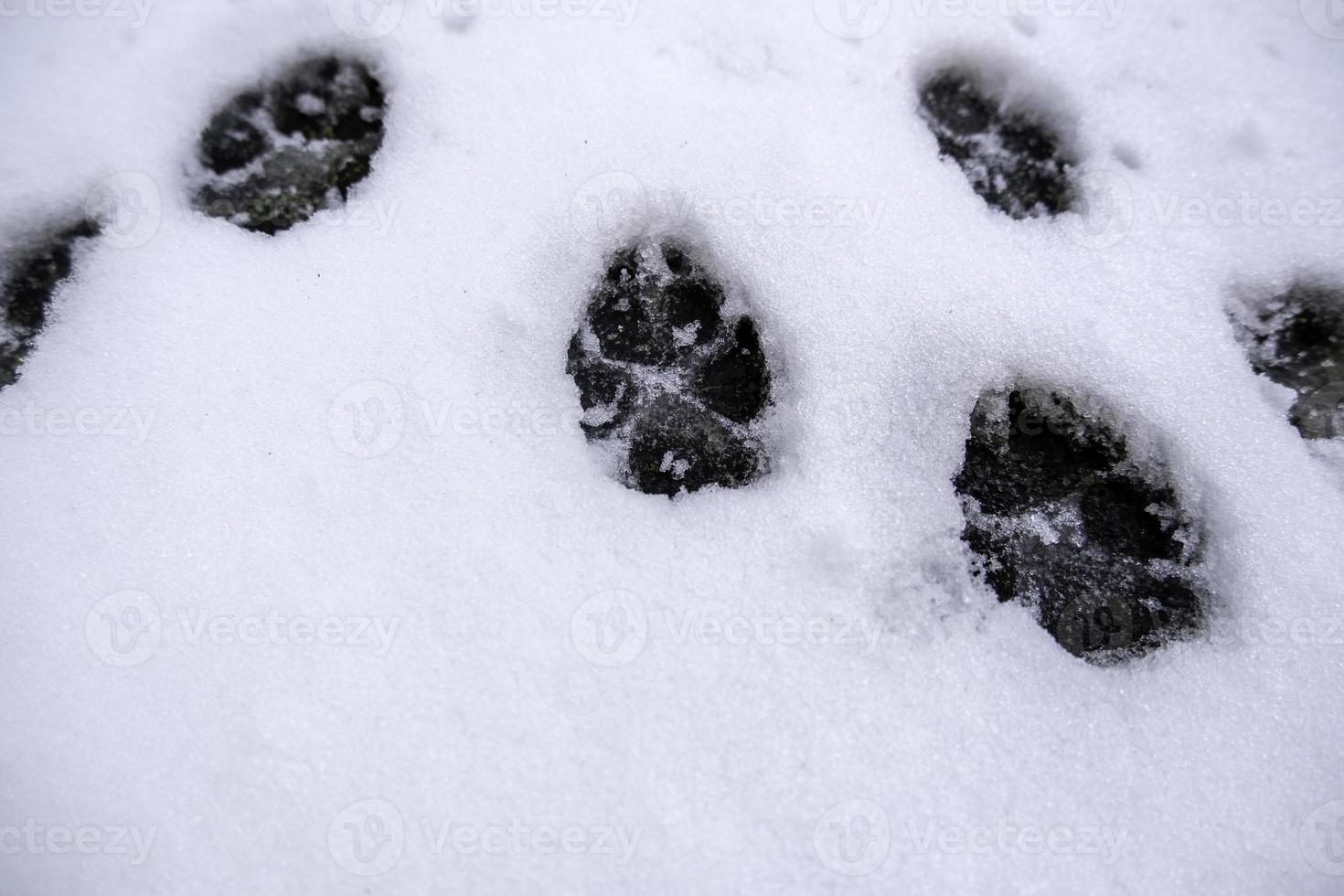 empreintes d'animaux de neige photo