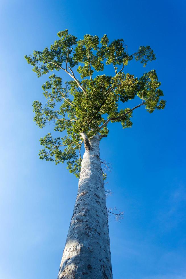 vue regardant grand arbre avec ciel bleu photo