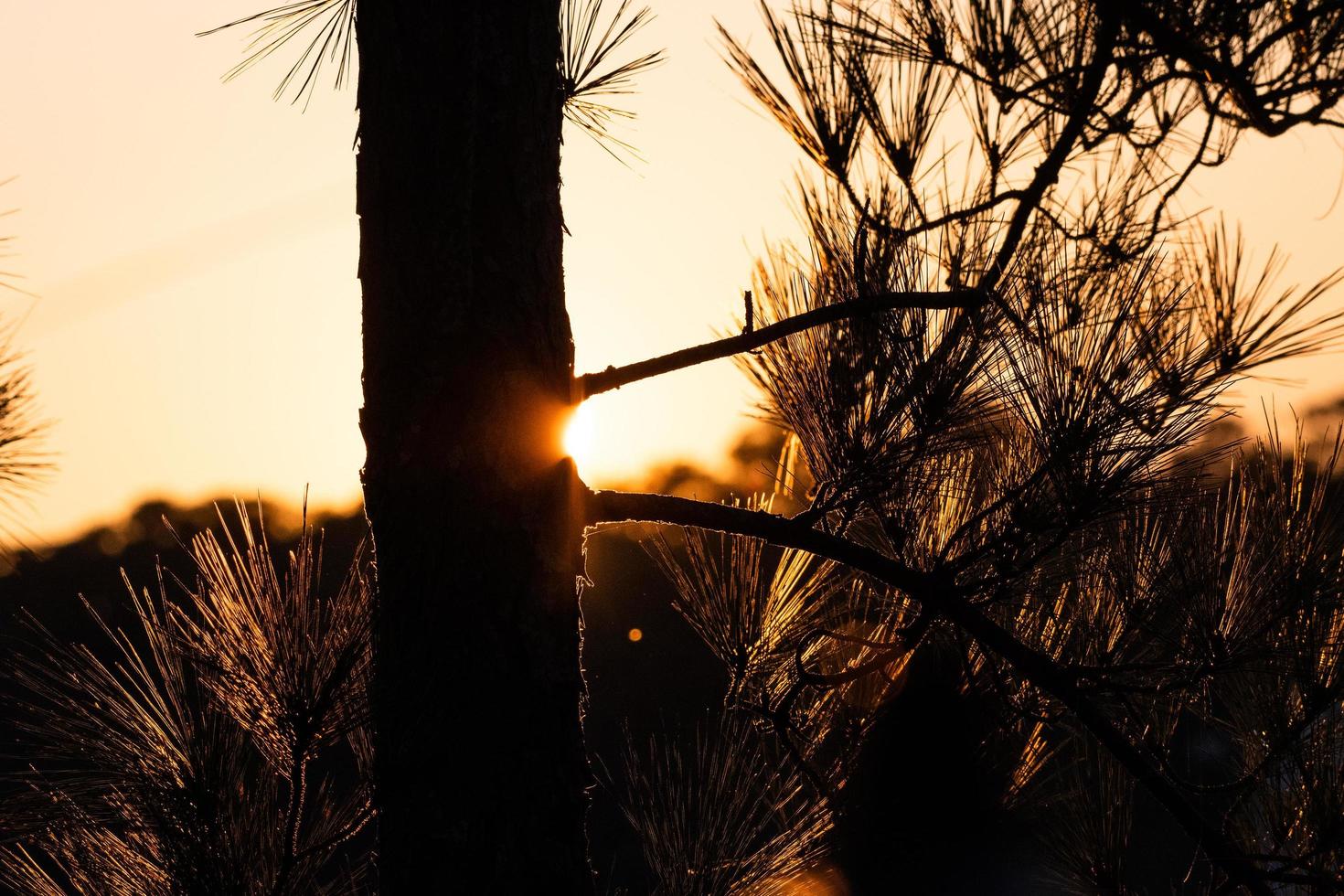 silhouette d'un arbre au coucher du soleil photo