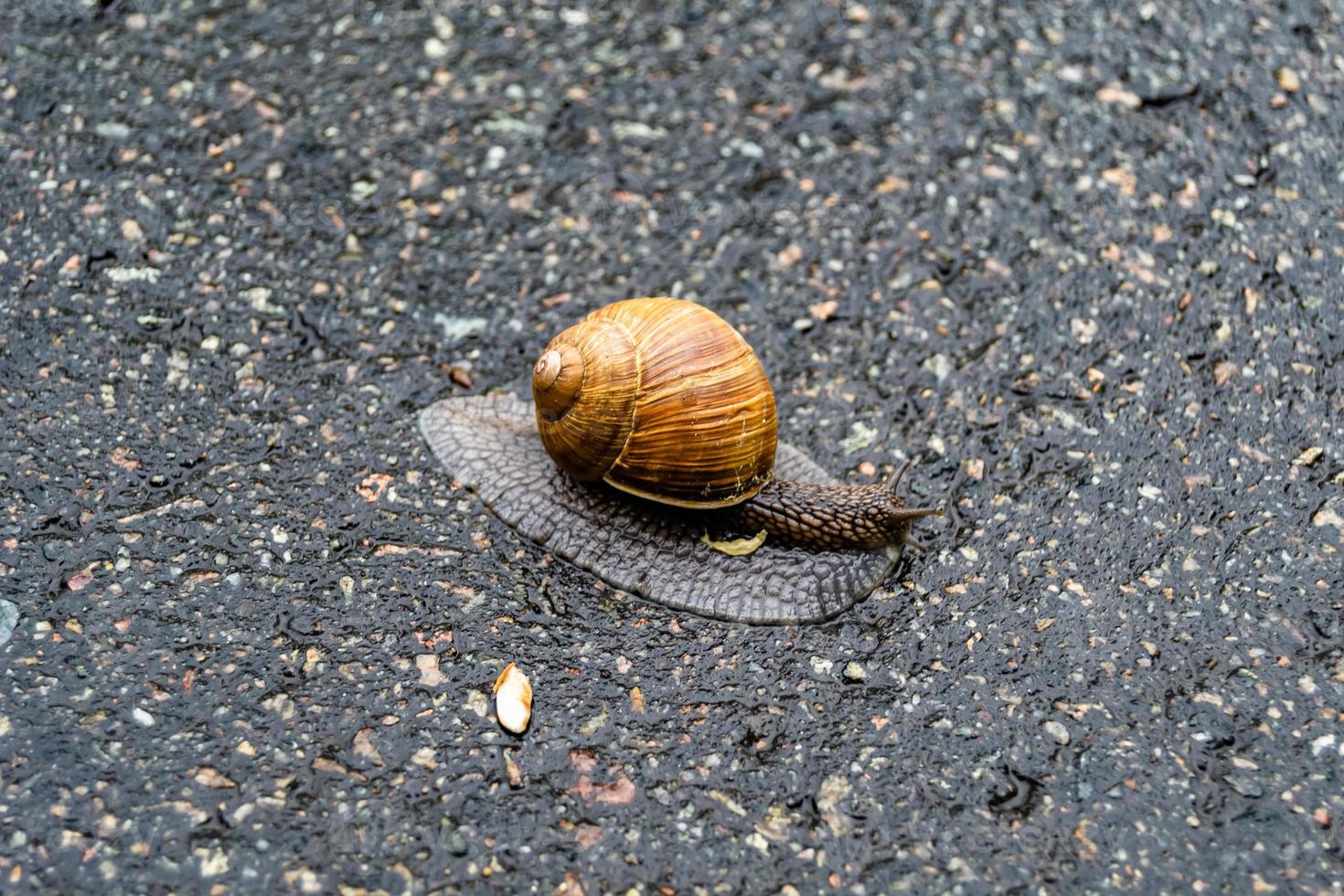 gros escargot en coquille rampant sur route mouillée dépêchez-vous à la maison photo