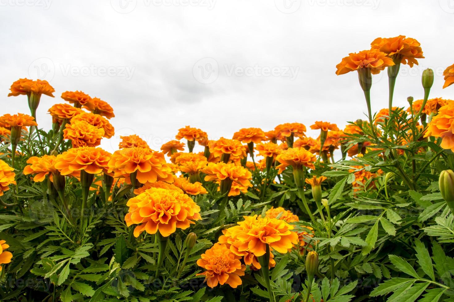 le champ de soucis, fleur aux couleurs vives photo