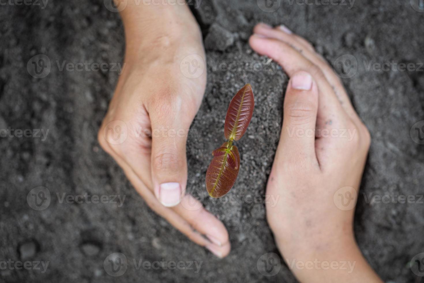 la main protège les semis qui poussent, l'environnement le jour de la terre entre les mains des arbres qui poussent des semis, réduit le réchauffement climatique, le concept d'amour du monde. photo