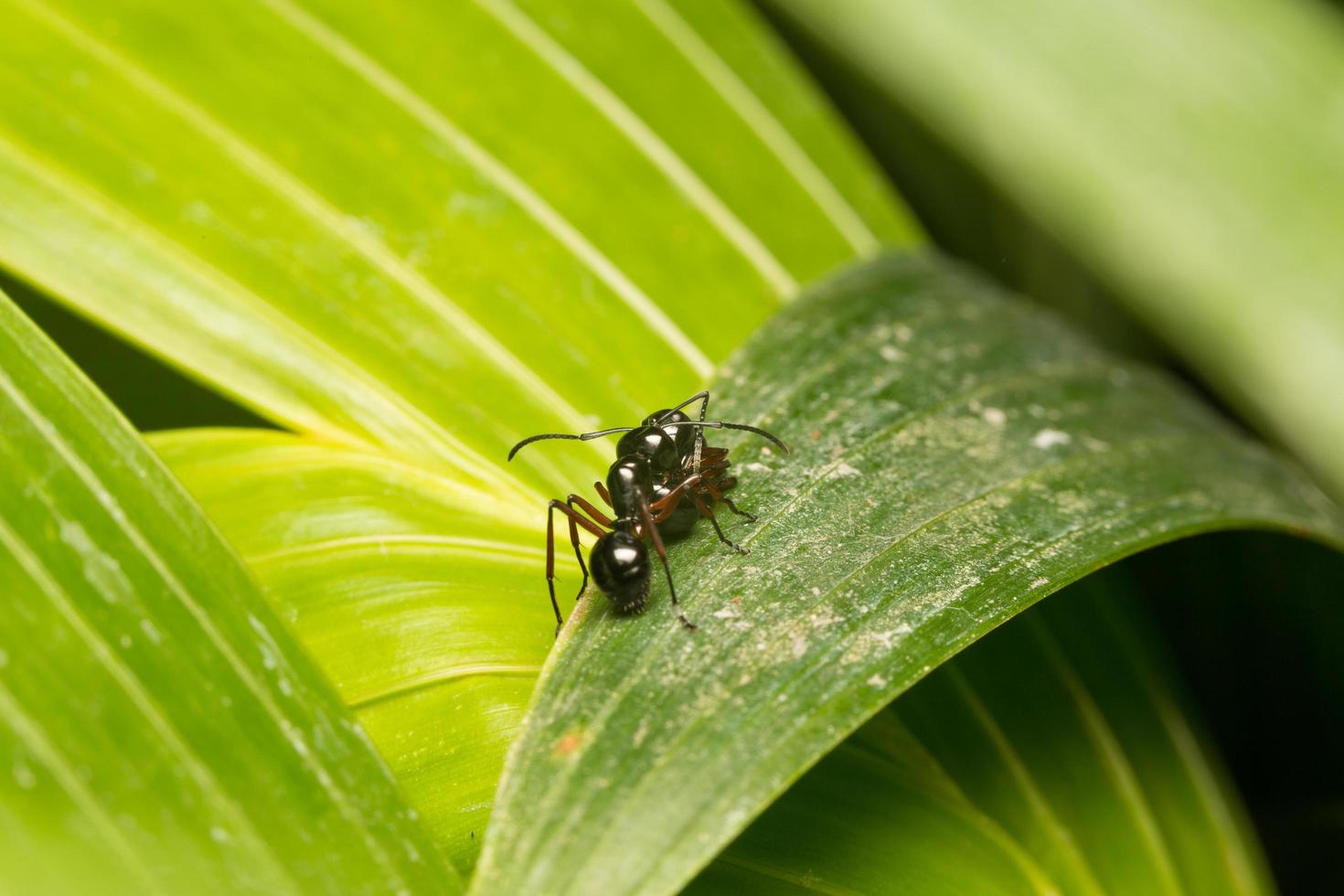 fourmi noire sur une feuille photo