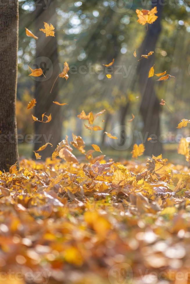 feuilles d'érable jaunes sèches tombant dans les rayons d'un soleil éclatant photo