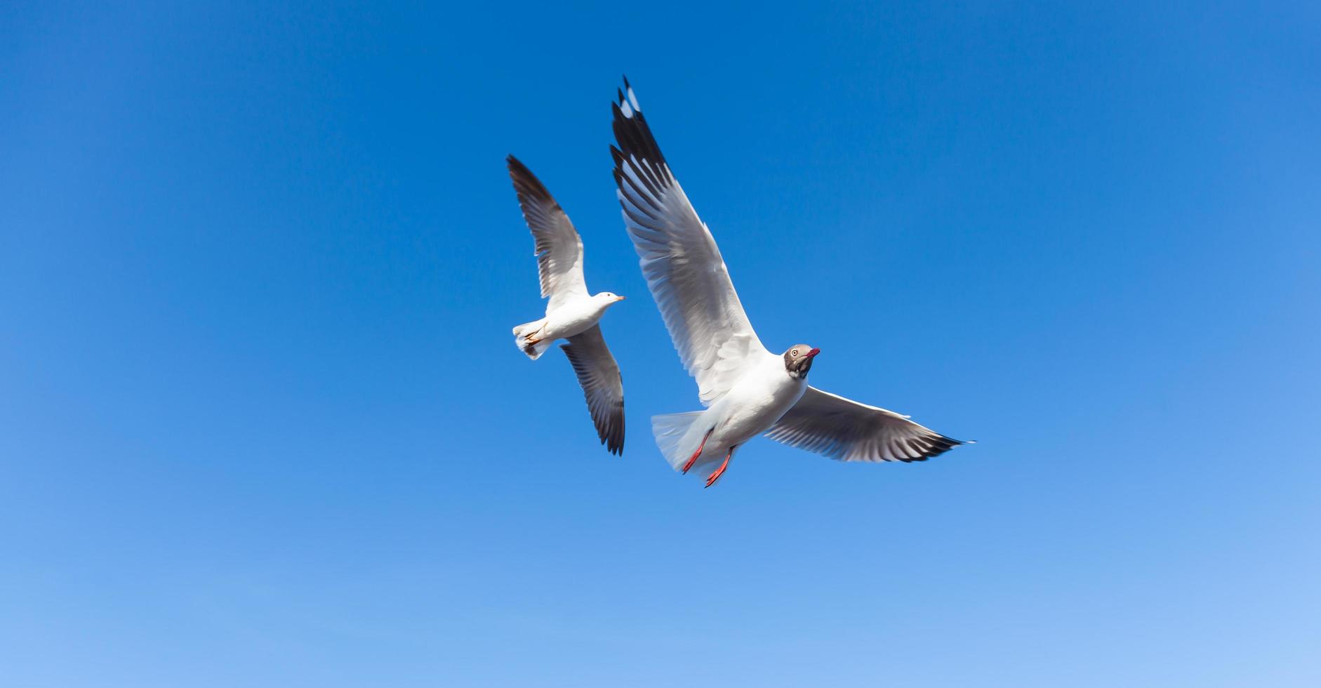 mouettes dans le ciel photo