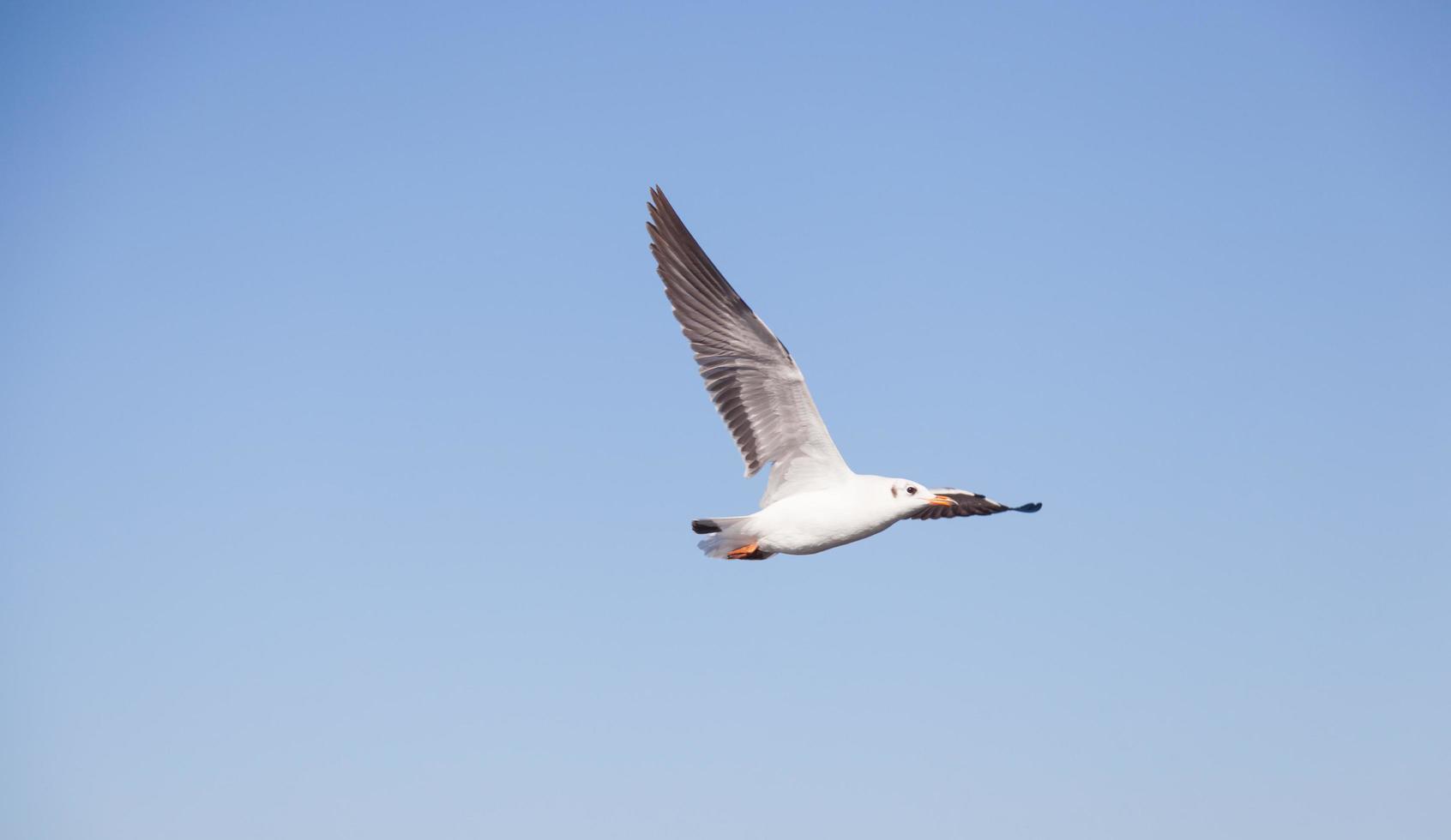 mouette dans le ciel photo