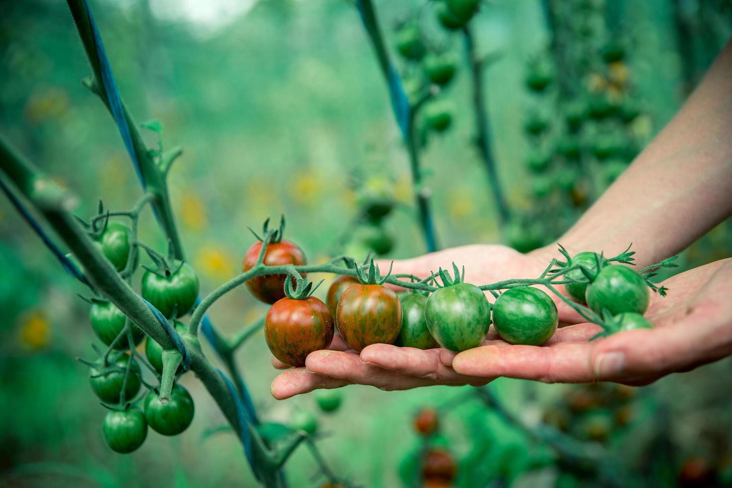 main tenant des tomates photo