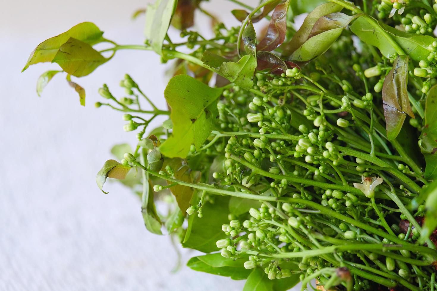 gros plan arbre de neem siamois, nim, margosa ou quinine. légume vert photo