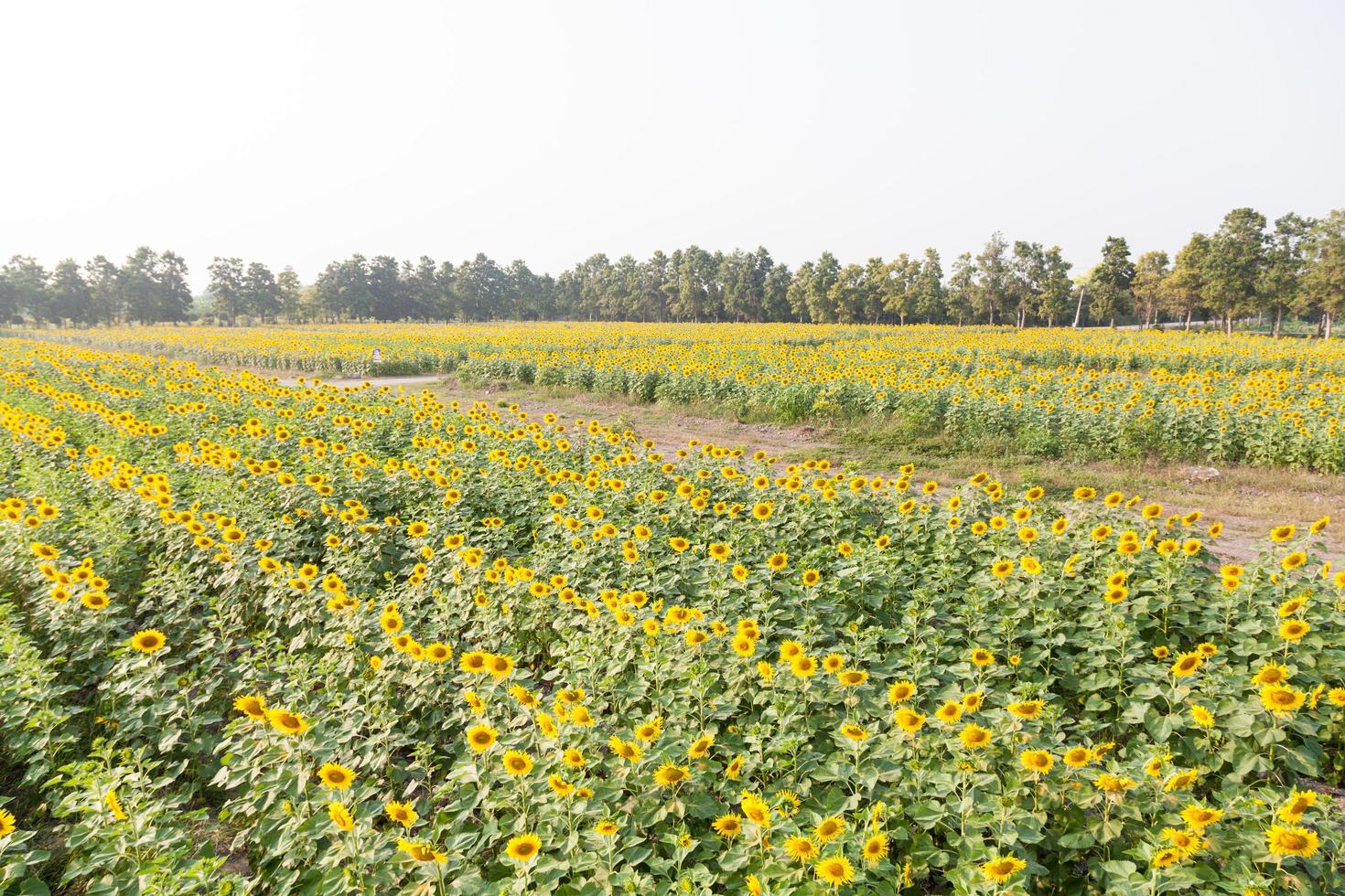 tournesols sur le terrain photo