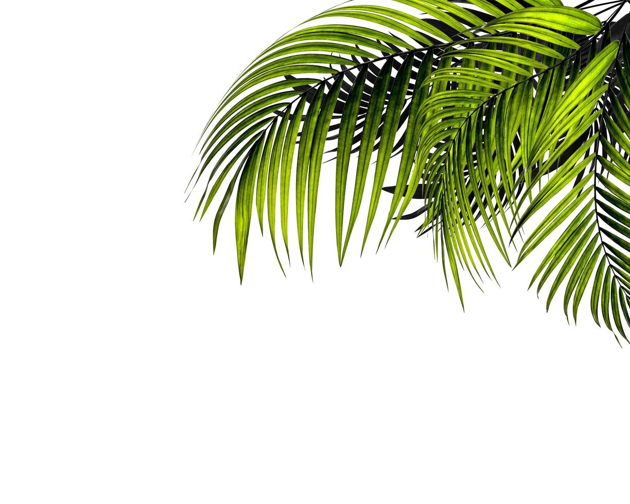 feuilles de palmier vertes photo