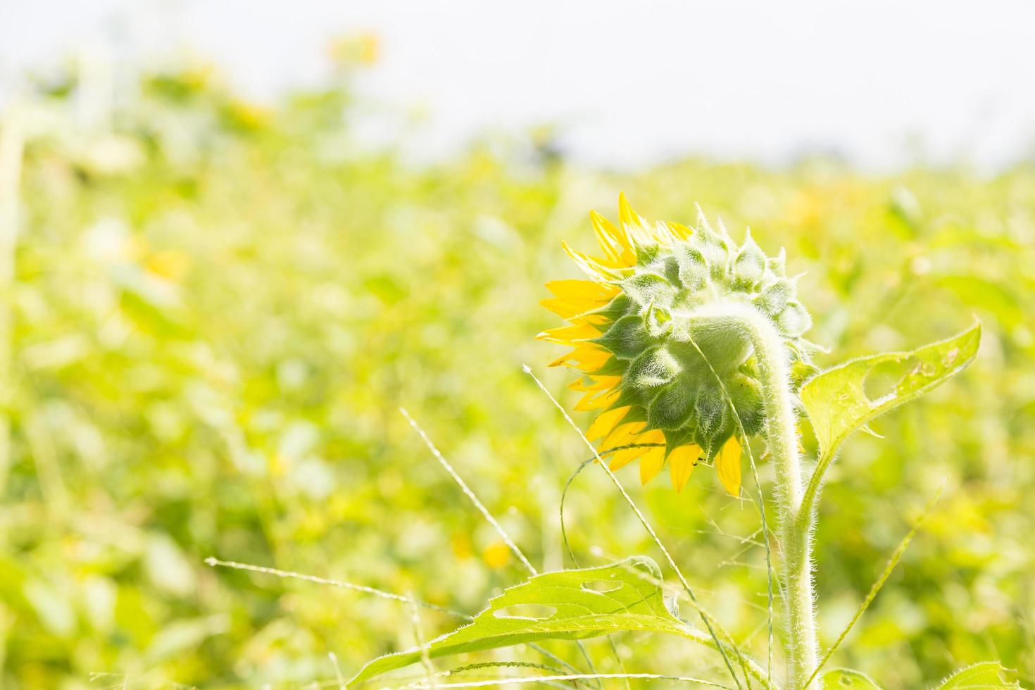 tournesol en pleine floraison photo