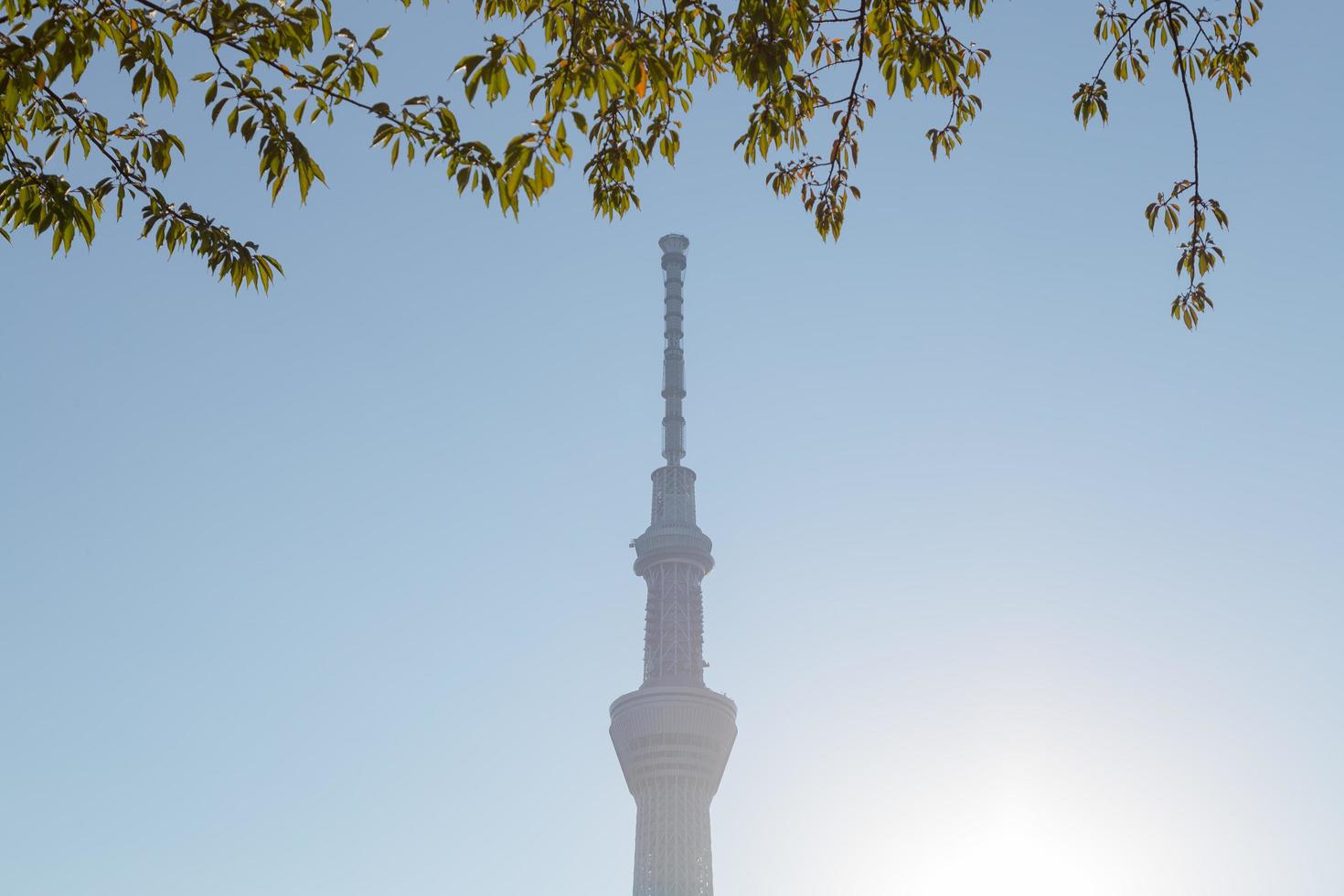 arbre du ciel de tokyo photo