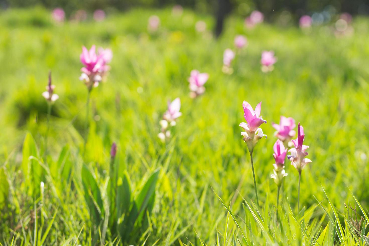 Fleur de krachai qui fleurit dans le champ photo